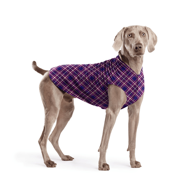 Weimaraner is standing wearing a Mulberry Plaid Stretch Fleece in front of a white background