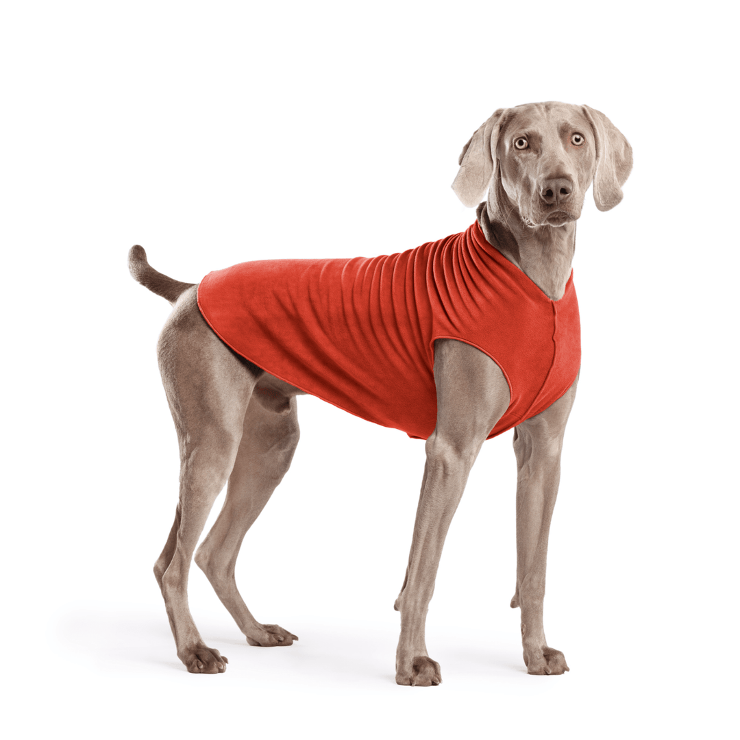 Weimaraner is standing wearing a Paprika Stretch Fleece in front of a white background