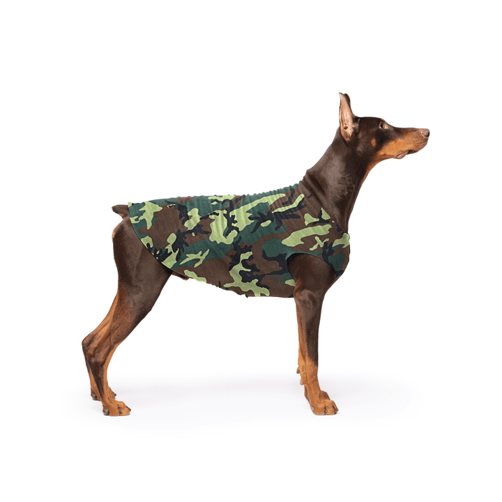 Doberman is standing wearing a Camouflage Stretch Fleece in front of a white background