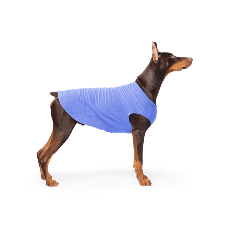 Doberman is standing wearing a Cornflower blue Stretch Fleece in front of a white background