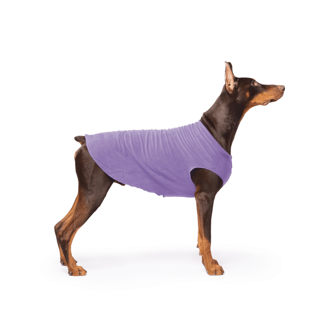 Doberman is standing wearing a Lavender Stretch Fleece in front of a white background