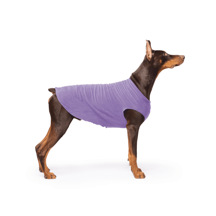Doberman is standing wearing a Lavender Stretch Fleece in front of a white background