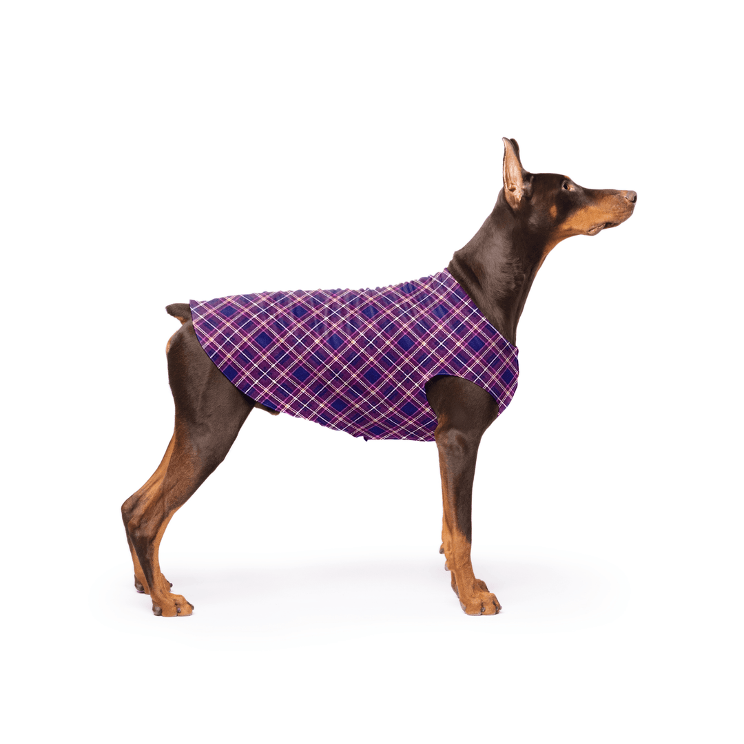 Doberman is standing wearing a Mulberry Plaid Stretch Fleece in front of a white background