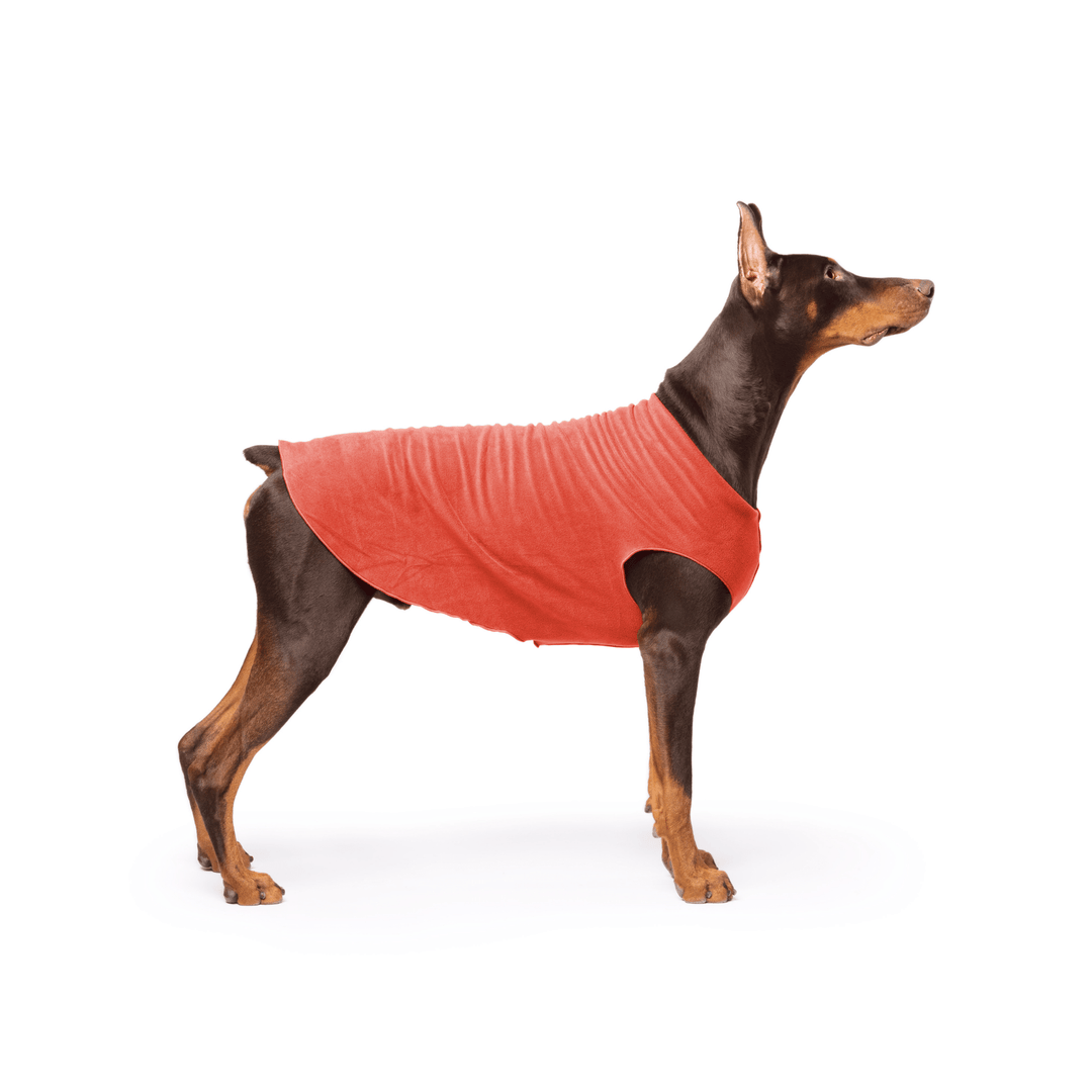 Doberman is standing wearing a Paprika Stretch Fleece in front of a white background