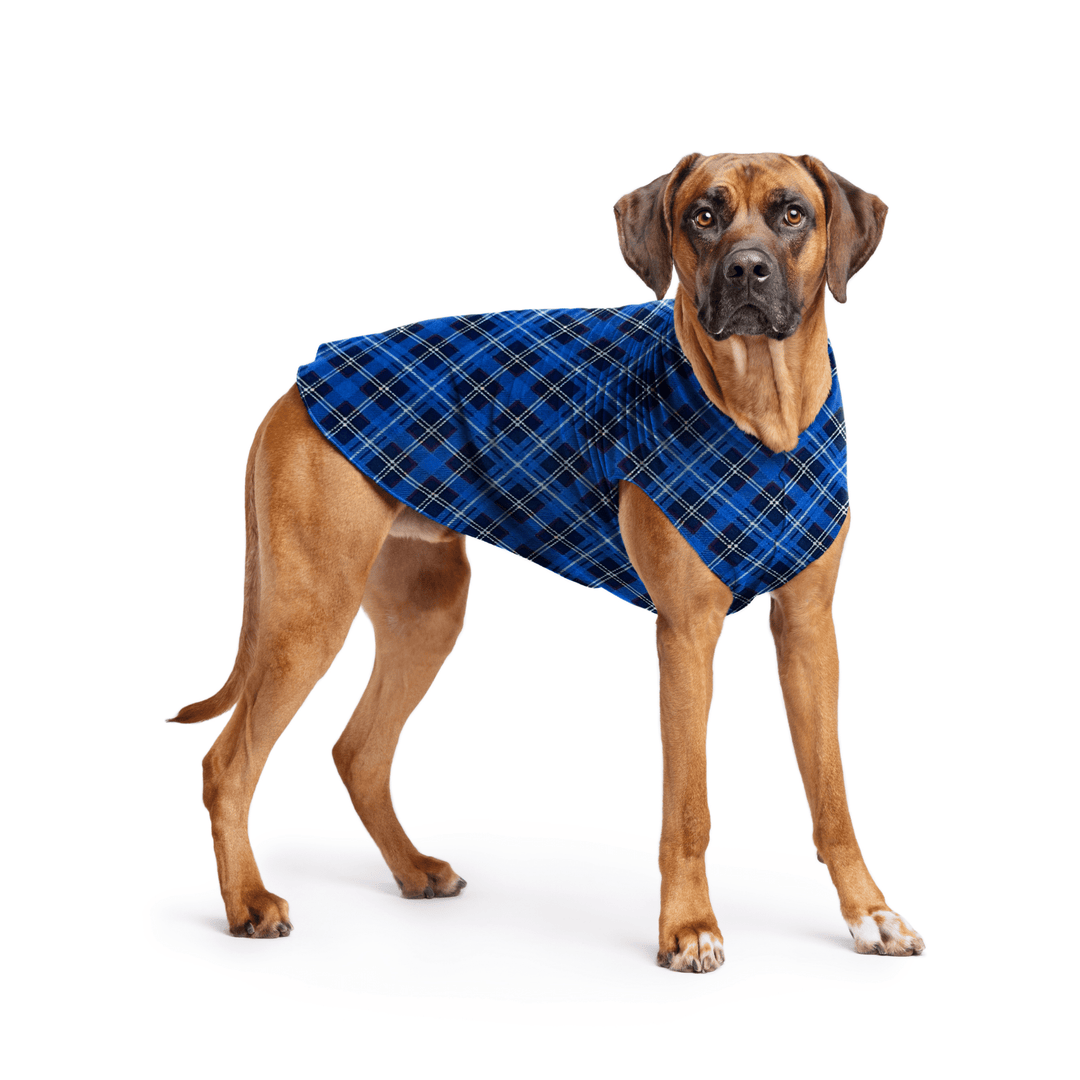 Rhodesian Ridgeback is standing wearing a Blue Plaid Stretch Fleece in front of a white background