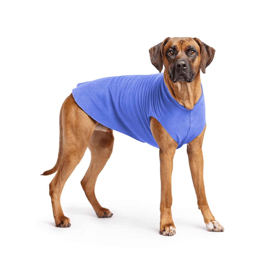 Rhodesian Ridgeback is standing wearing a Cornflower blue Stretch Fleece in front of a white background