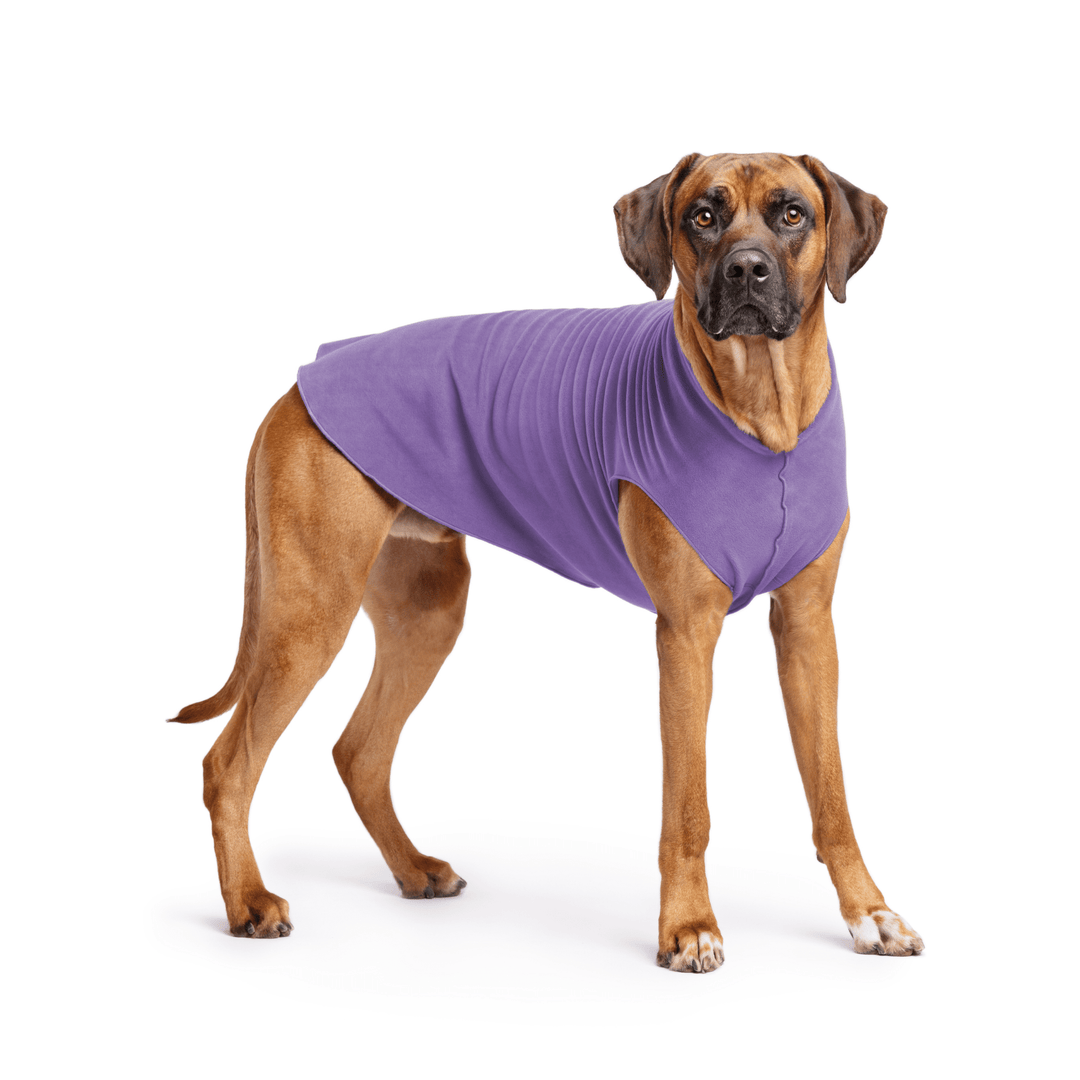 Rhodesian Ridgeback is standing wearing a Lavender Stretch Fleece in front of a white background