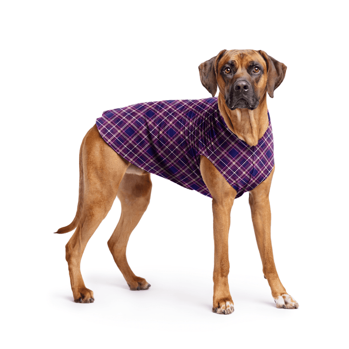 Rhodesian Ridgeback is standing wearing a Mulberry Plaid Stretch Fleece in front of a white background