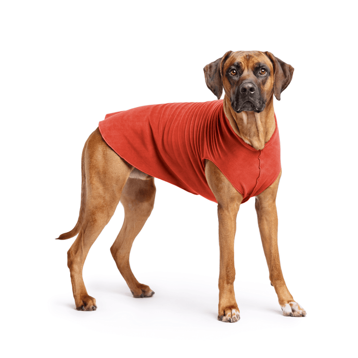 Rhodesian Ridgeback is standing wearing a Paprika Stretch Fleece in front of a white background