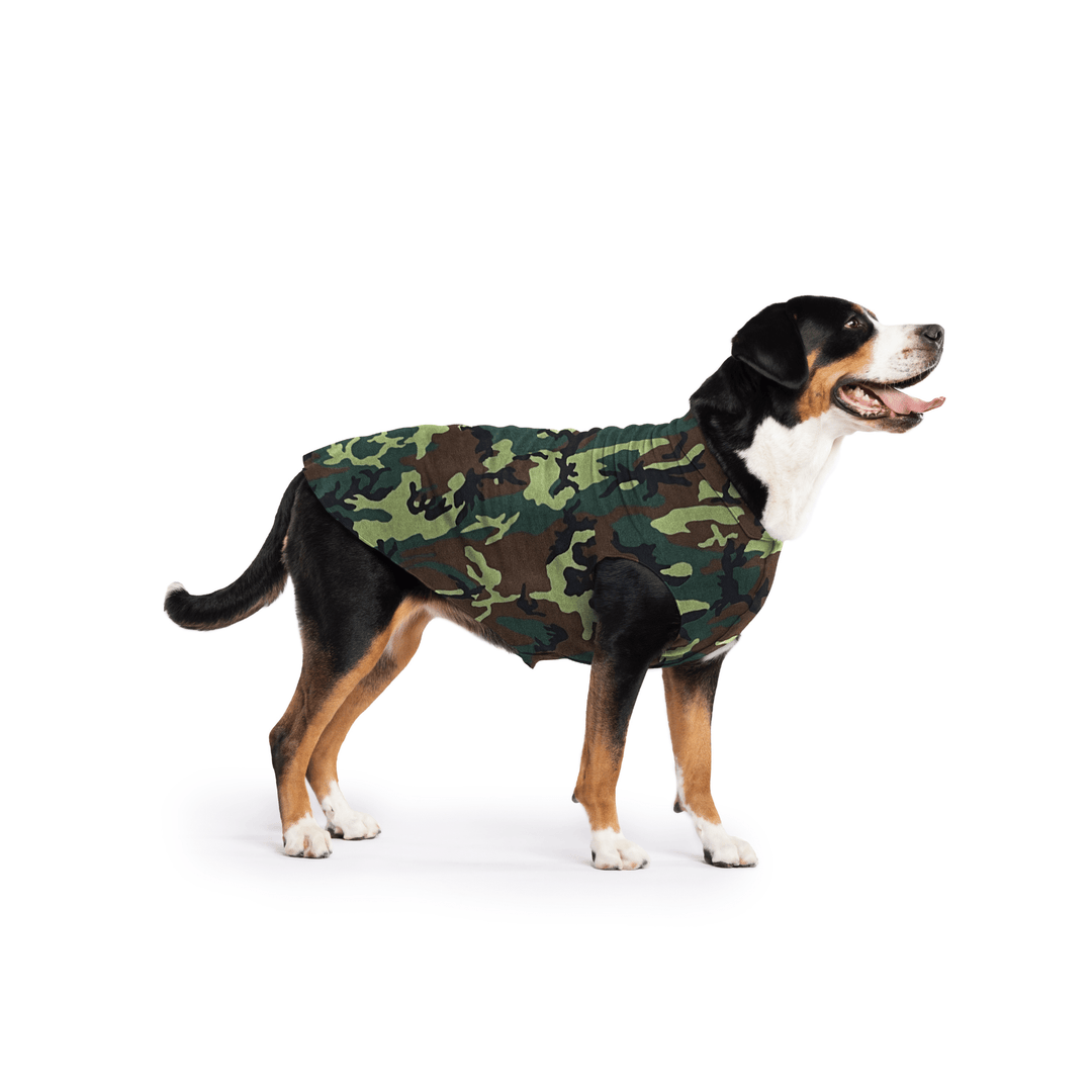 Greater Swiss Mountain Dog is standing wearing a Camouflage Stretch Fleece in front of a white background