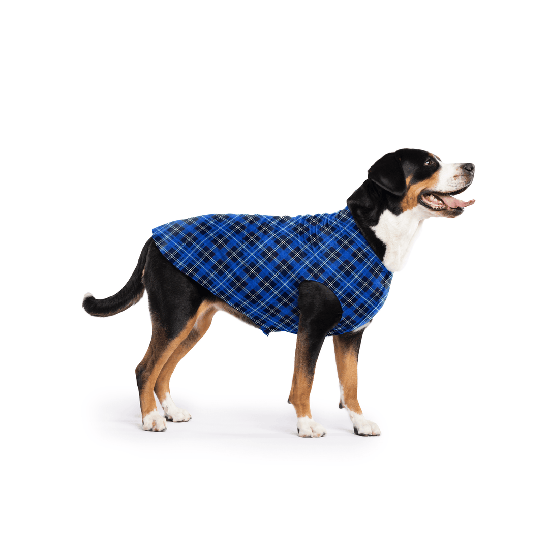 Greater Swiss Mountain Dog is standing wearing a Blue Plaid Stretch Fleece in front of a white background