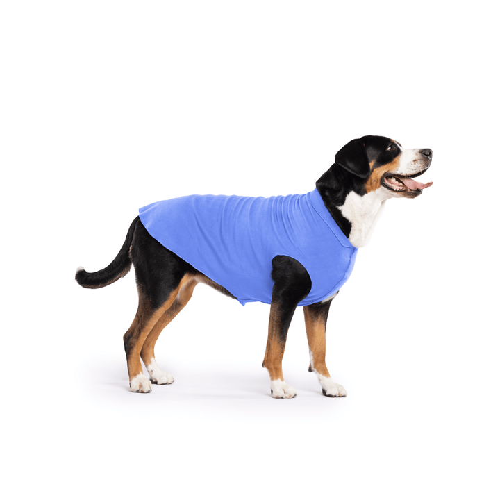 Greater Swiss Mountain Dog is standing wearing a Cornflower blue Stretch Fleece in front of a white background