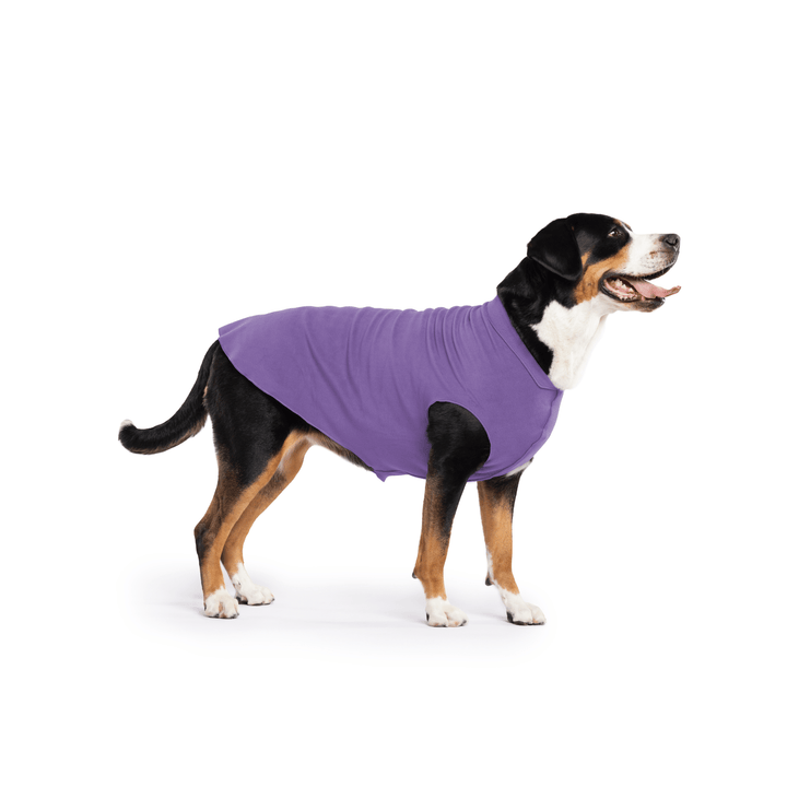 Greater Swiss Mountain Dog is standing wearing a Lavender Stretch Fleece in front of a white background
