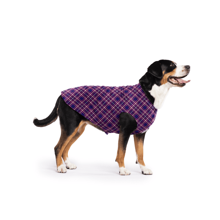  Greater Swiss Mountain Dog is standing wearing a Mulberry Plaid Stretch Fleece in front of a white background