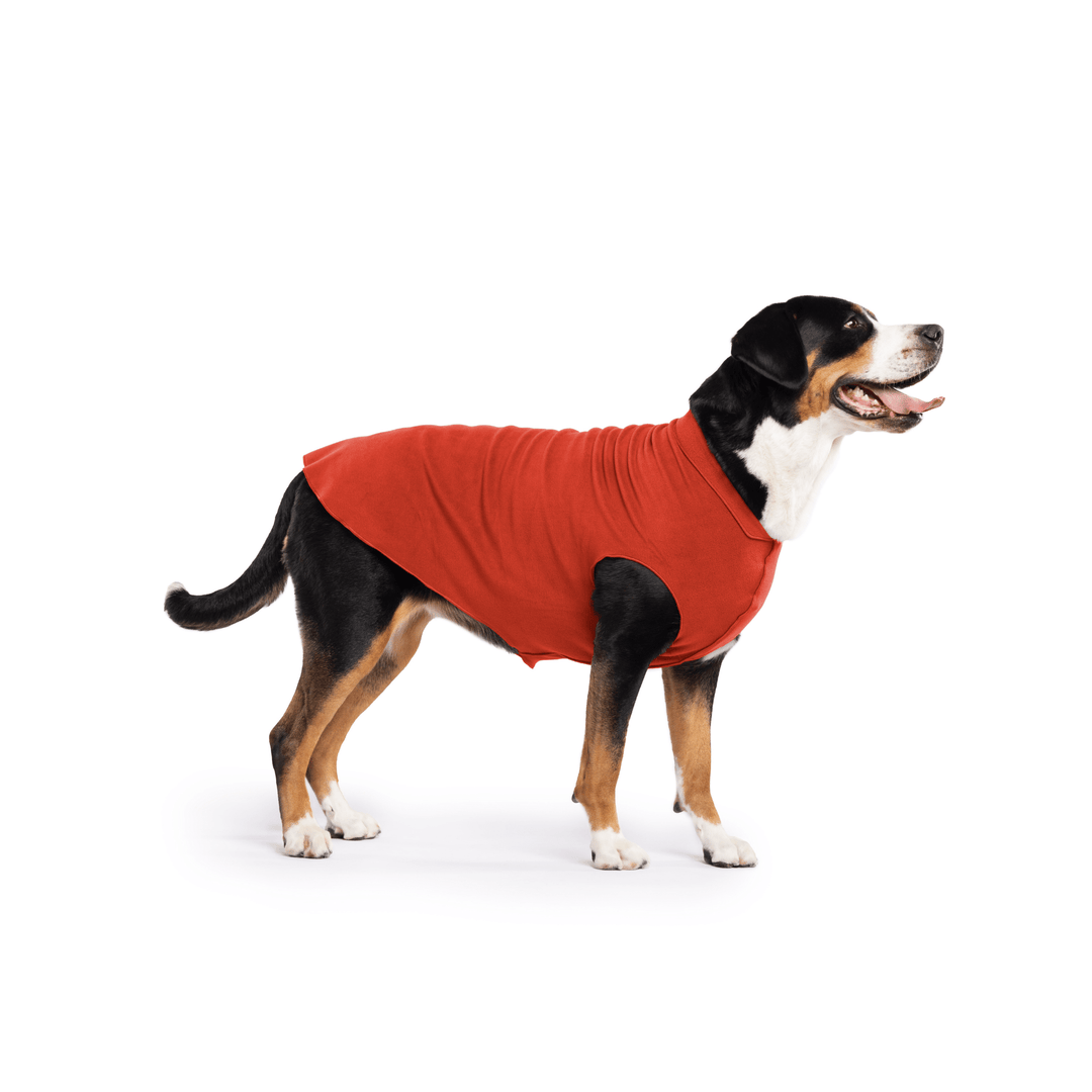 Greater Swiss Mountain Dog is standing wearing a Paprika Stretch Fleece in front of a white background