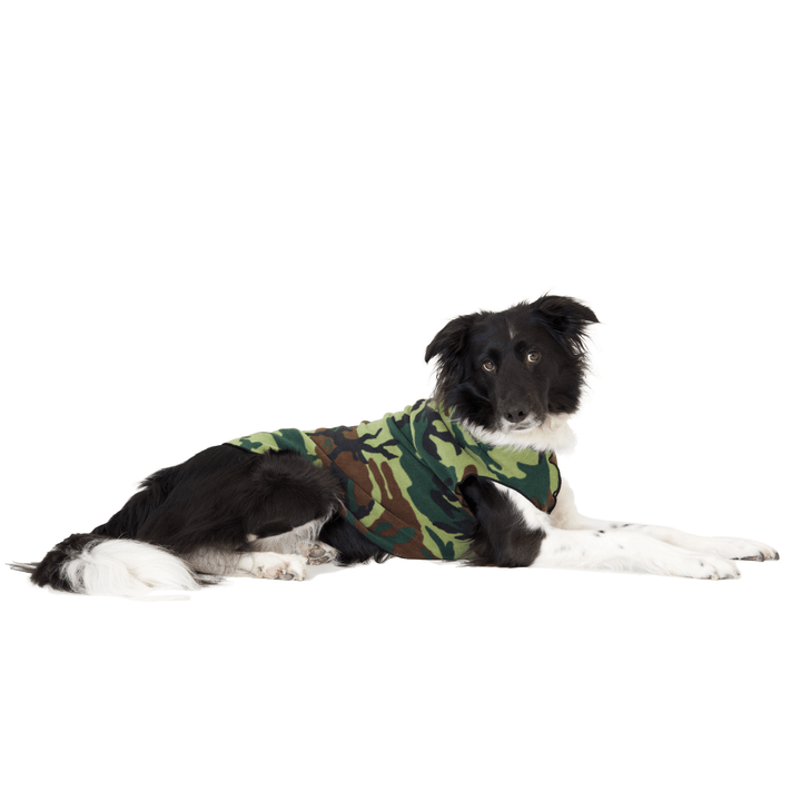 A Border Collie lays wearing a camouflage stretch fleece in front of a white background