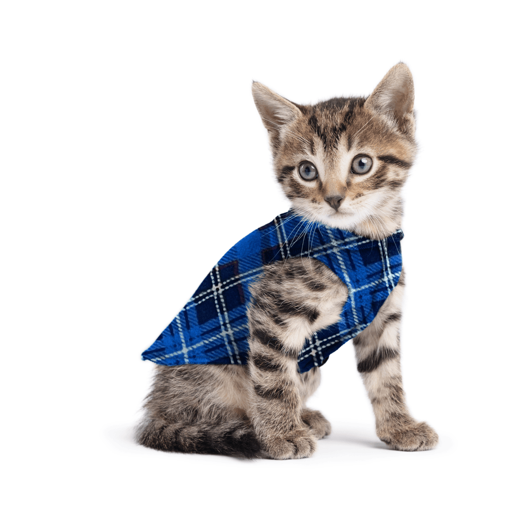 A kitten sitting wearing a blue plaid stretch fleece on a white background