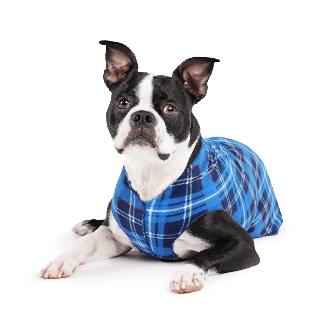 A Boston Terrier lays wearing a Blue Plaid stretch fleece with a white background