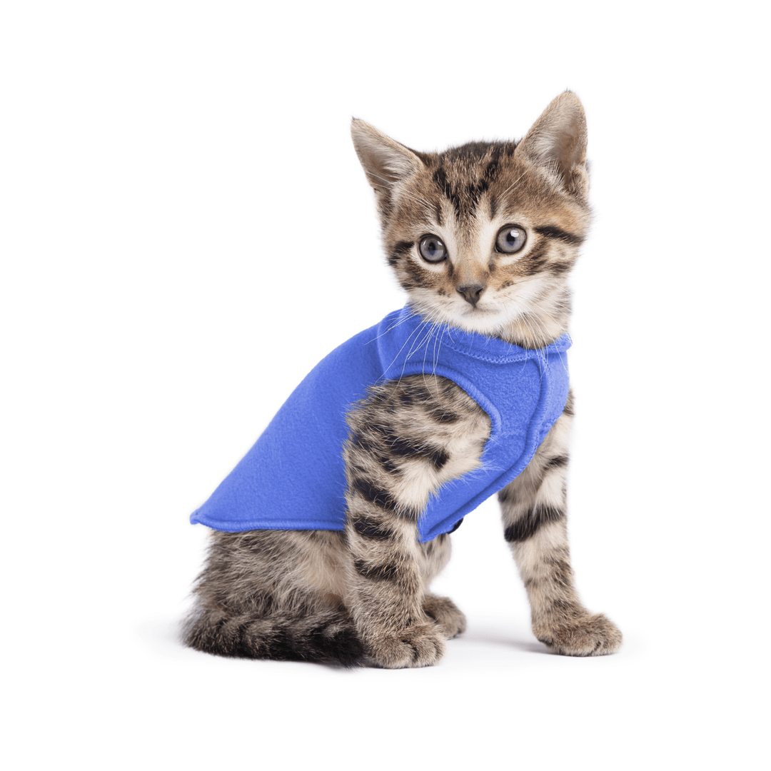 A kitten sitting wearing a cornflower blue stretch fleece on a white background