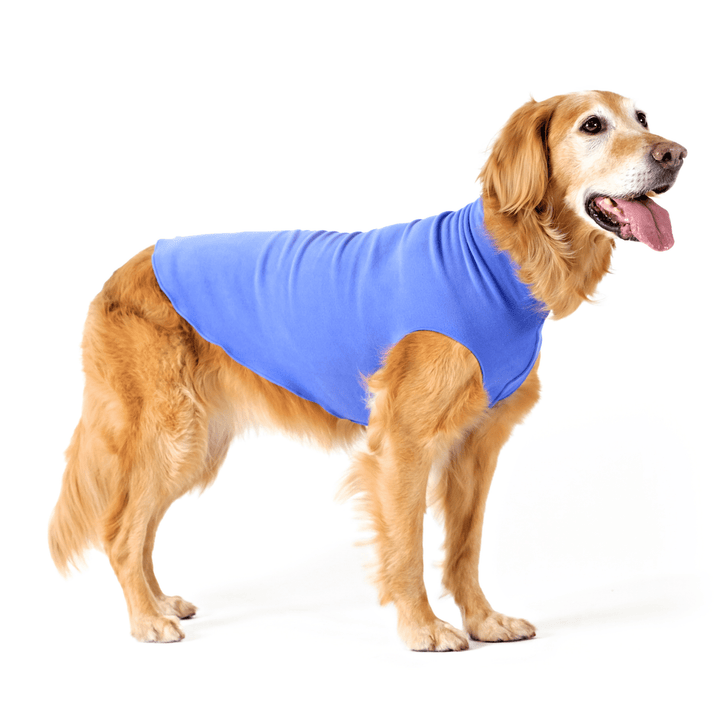 A Golden Retriever stands wearing a cornflower blue stretch fleece in front of a white background