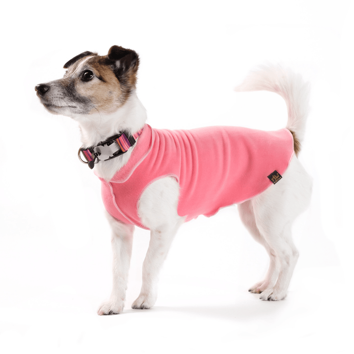 A Russell type terrier stands wearing a coral pink stretch fleece and a pink striped Swiftlock collar in front of a white background