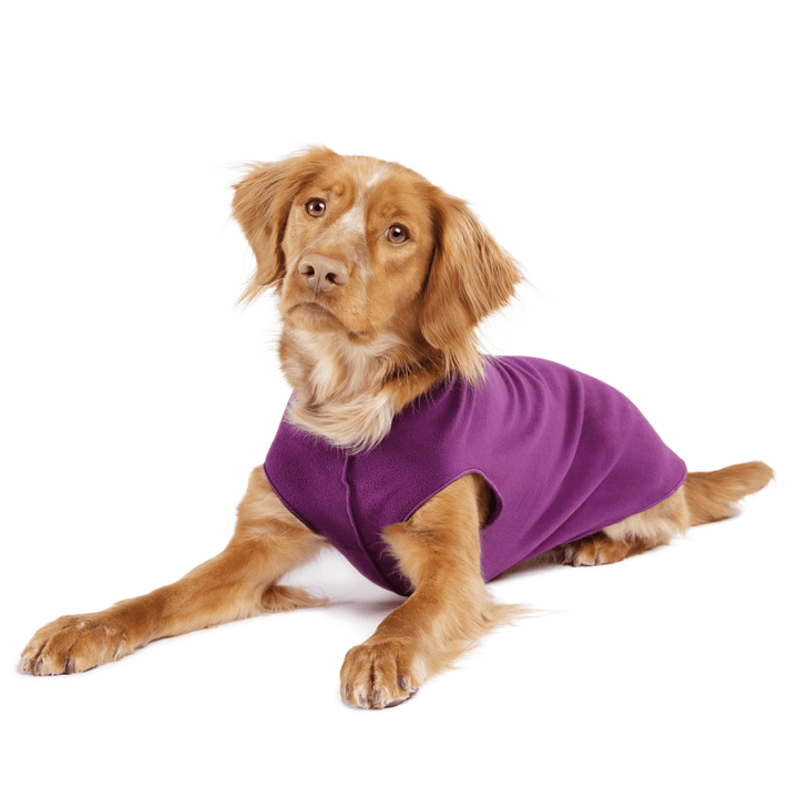 A dog lays wearing an Eggplant purple fleece in front of a white background