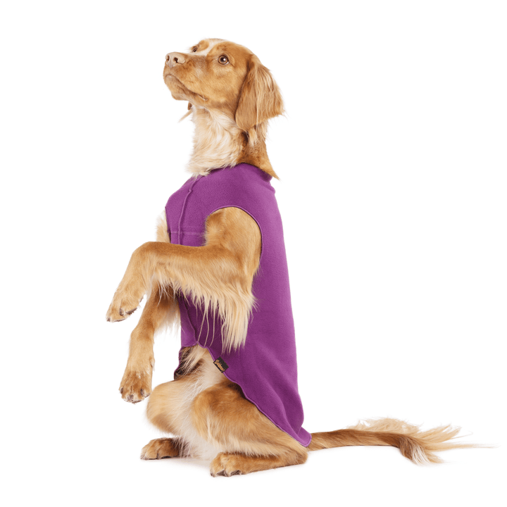 A dog sits pretty in a eggplant purple stretch fleece in front of a white background