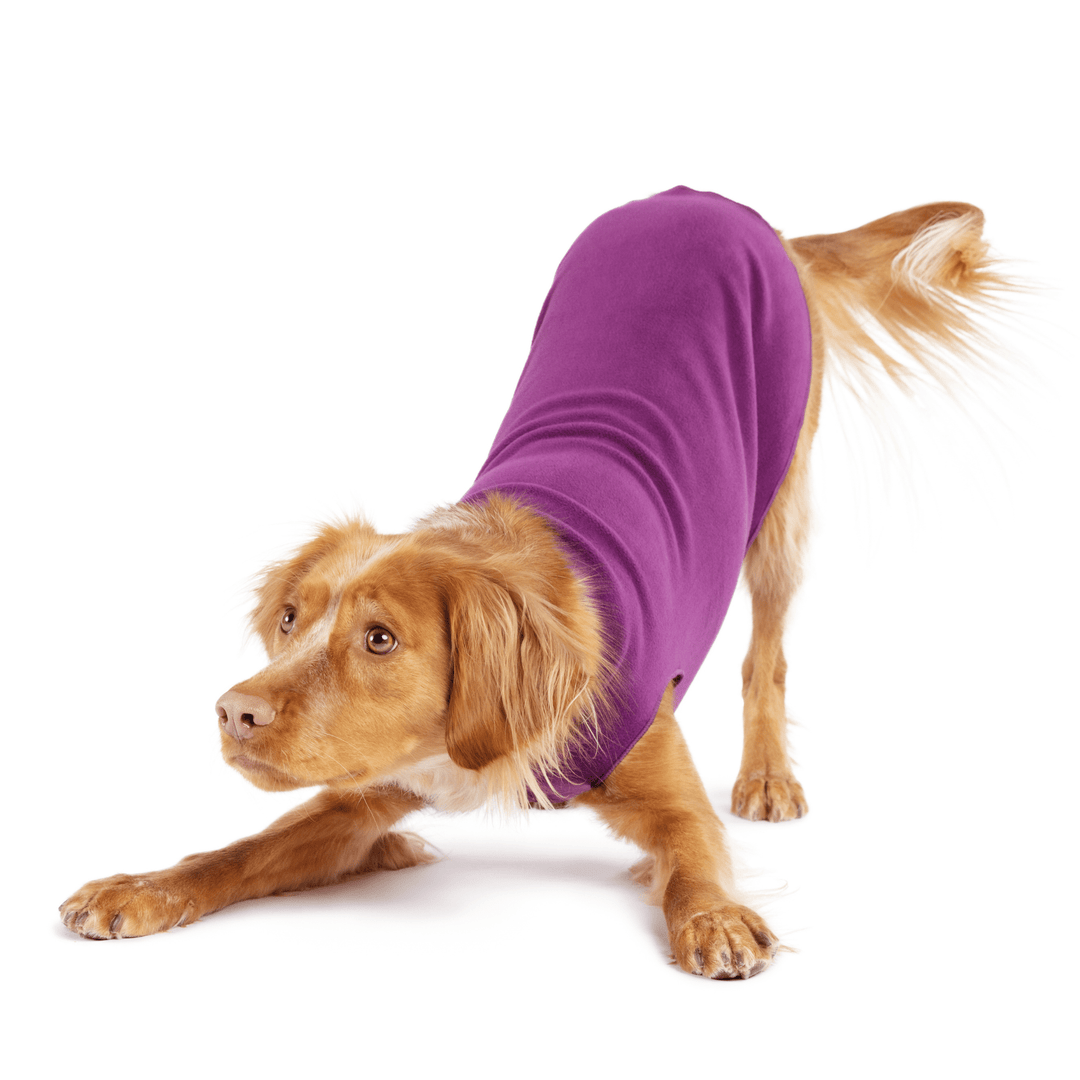 A dog bows wearing an eggplant purple fleece in front of a white background