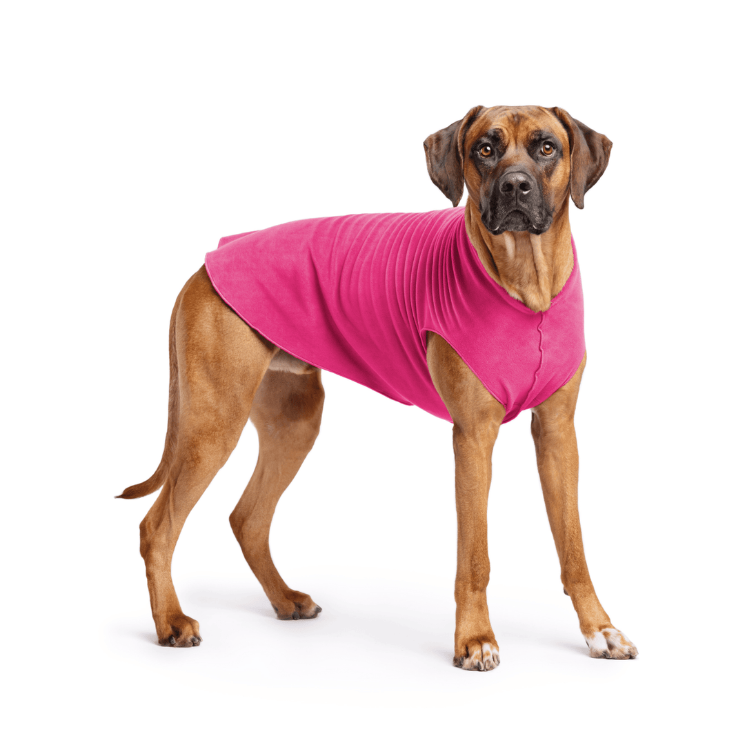A Rhodesian Ridgeback stands wearing a Fuchsia Stretch fleece in front of a white background. 
