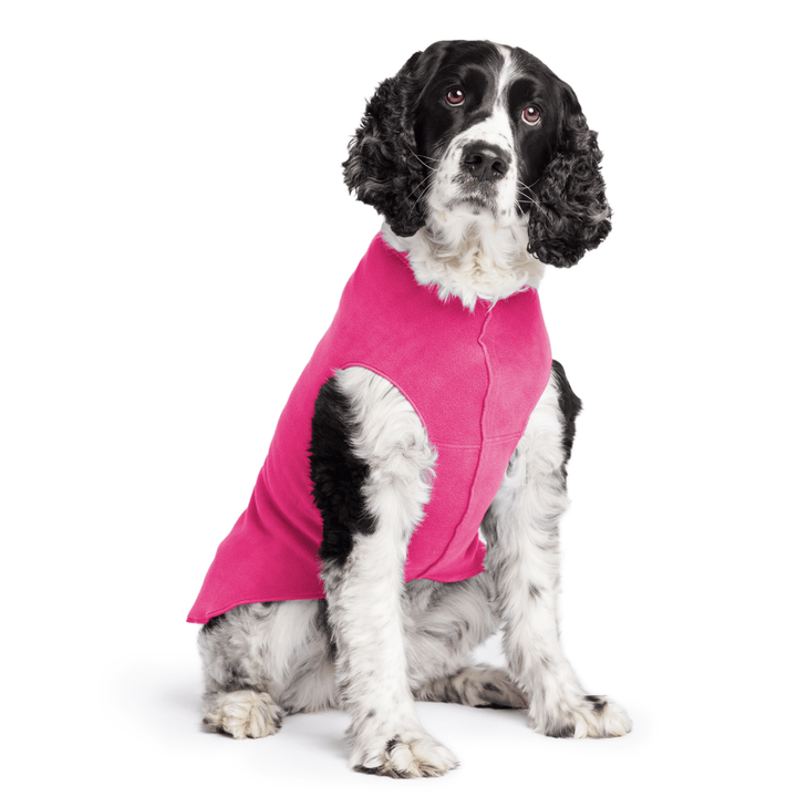 A Springer Spaniel sits wearing a Fuchsia Stretch fleece in front of a white background. 