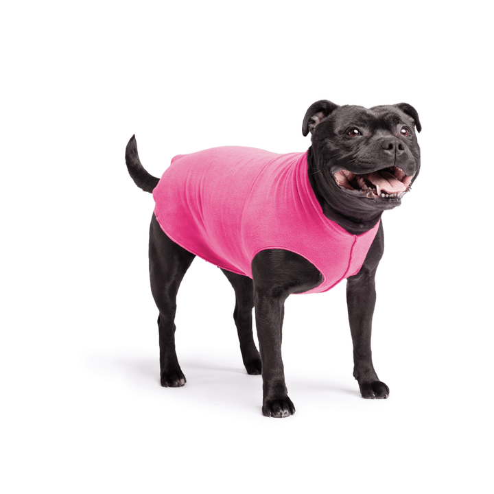 A Stafforshire Bull Terrier stands wearing a Fuchsia Stretch fleece in front of a white background. 