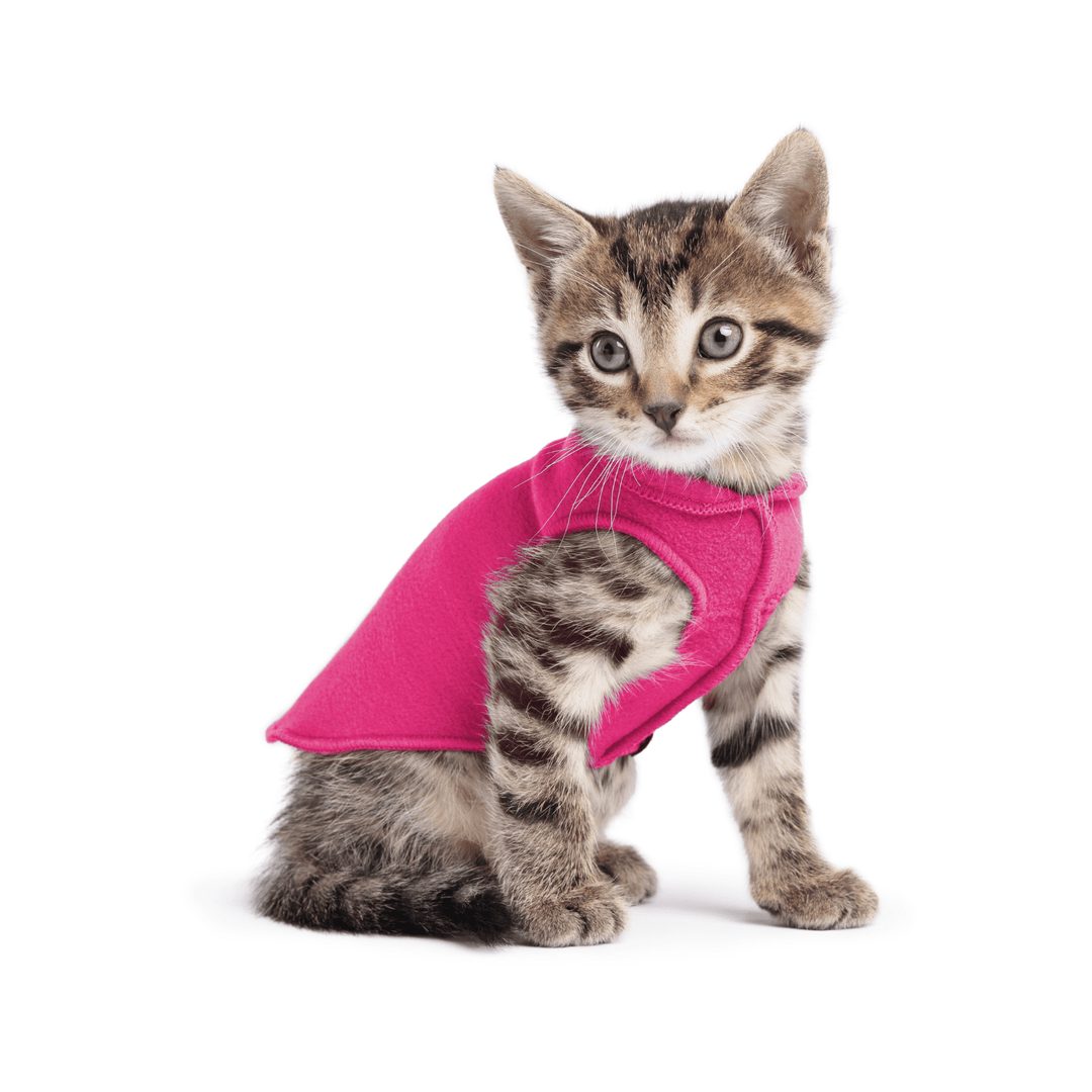 A kitten sitting wearing a fuchsia  stretch fleece on a white background