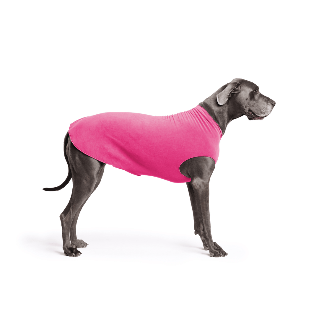 A Great Dane stands wearing a Fuchsia Stretch fleece in front of a white background. 