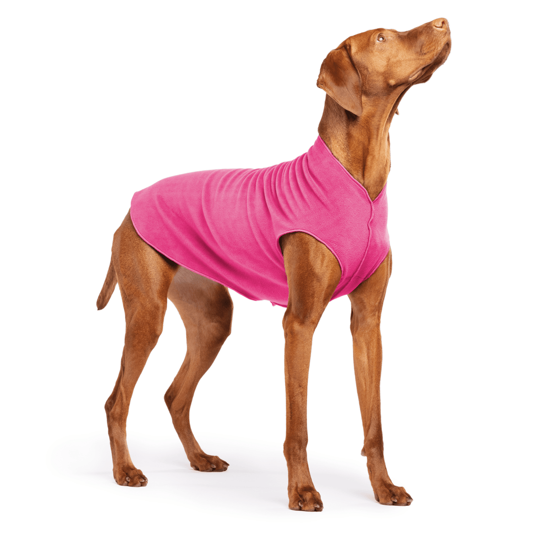 A Vizsla stands wearing a Fuchsia Stretch fleece in front of a white background. 