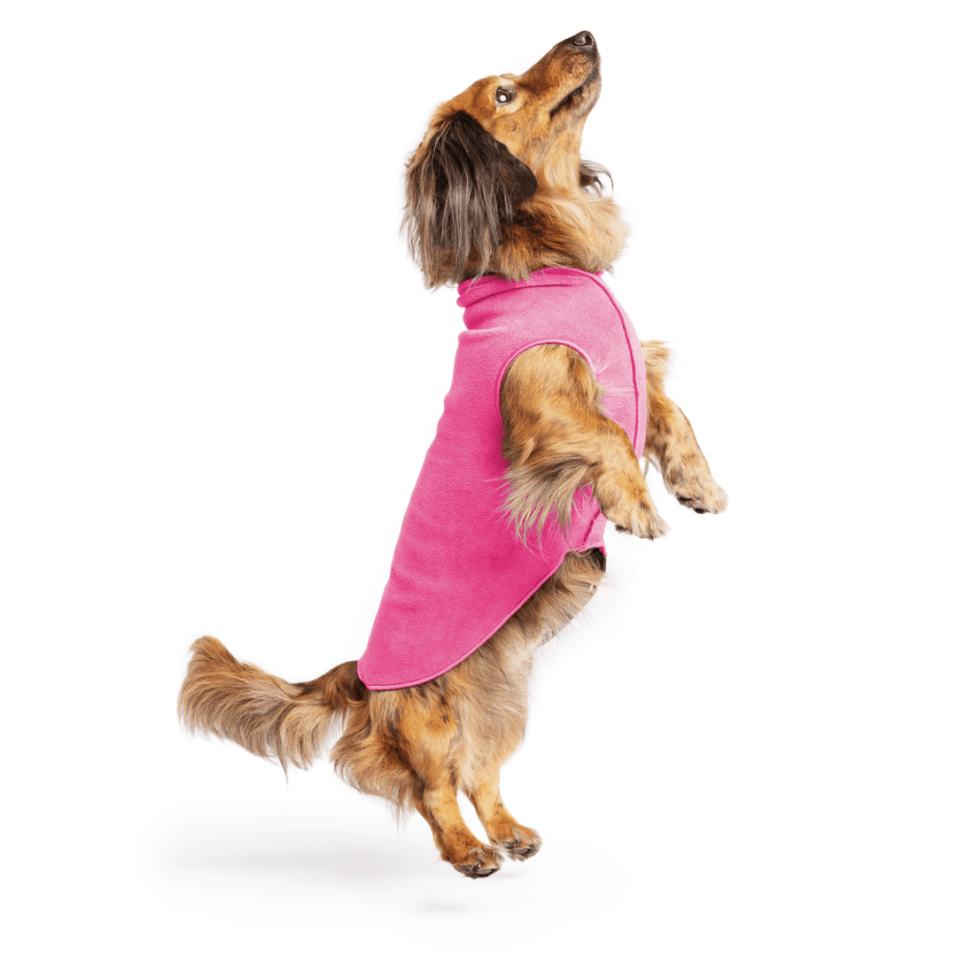 A mini Dachshund jumps wearing a Fuchsia Stretch fleece in front of a white background. 
