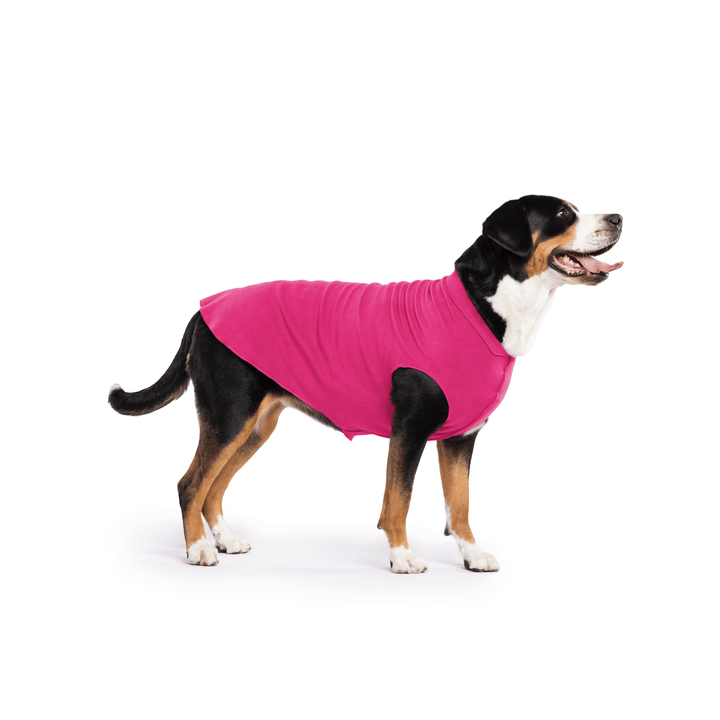 A Greater Swiss Mountain Dog stands wearing a Fuchsia Stretch fleece in front of a white background. 