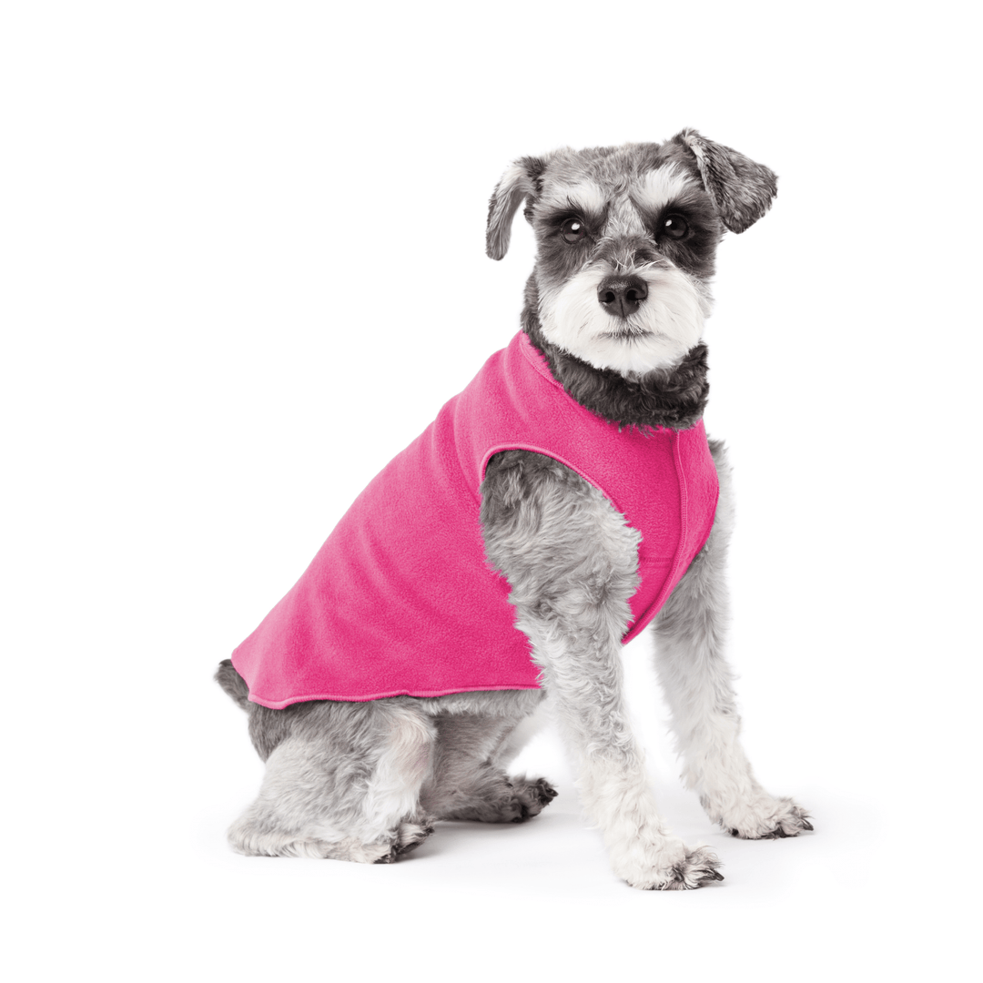 A mini Schnauzer stands wearing a Fuchsia Stretch fleece in front of a white background. 