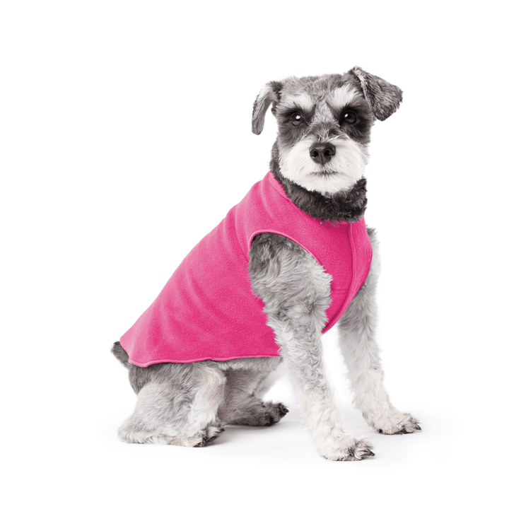 A mini Schnauzer stands wearing a Fuchsia Stretch fleece in front of a white background. 