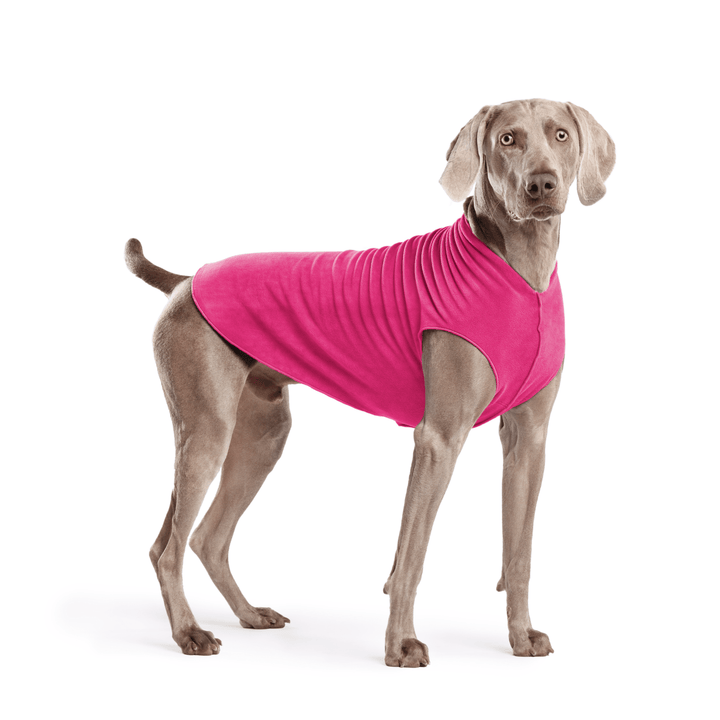 A Weimarwaner stands wearing a Fuchsia Stretch fleece in front of a white background. 