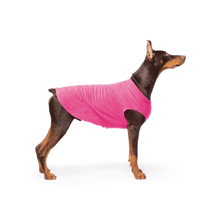 A Doberman stands wearing a Fuchsia Stretch fleece in front of a white background. 