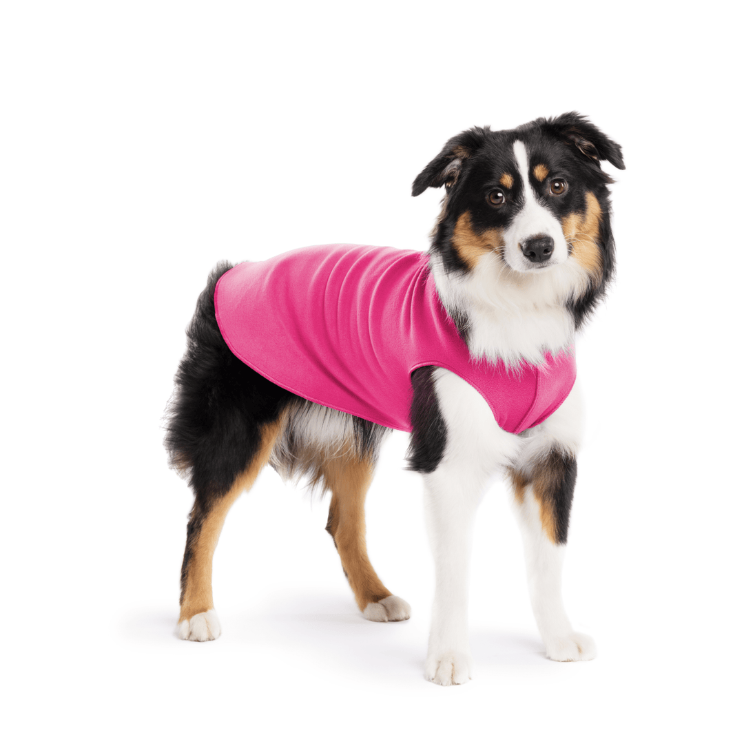 A Mini American Shepherd stands wearing a Fuchsia Stretch fleece in front of a white background. 