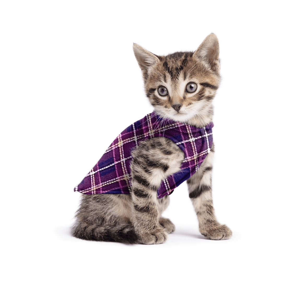 A kitten sitting wearing a mulberry plaid stretch fleece on a white background