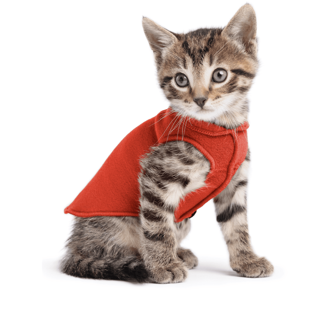 A kitten sitting wearing a paprika stretch fleece on a white background