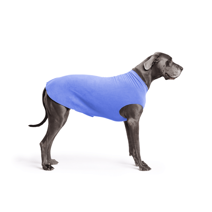 A Great Dane is standing wearing a Cornflower blue Stretch Fleece in front of a white background