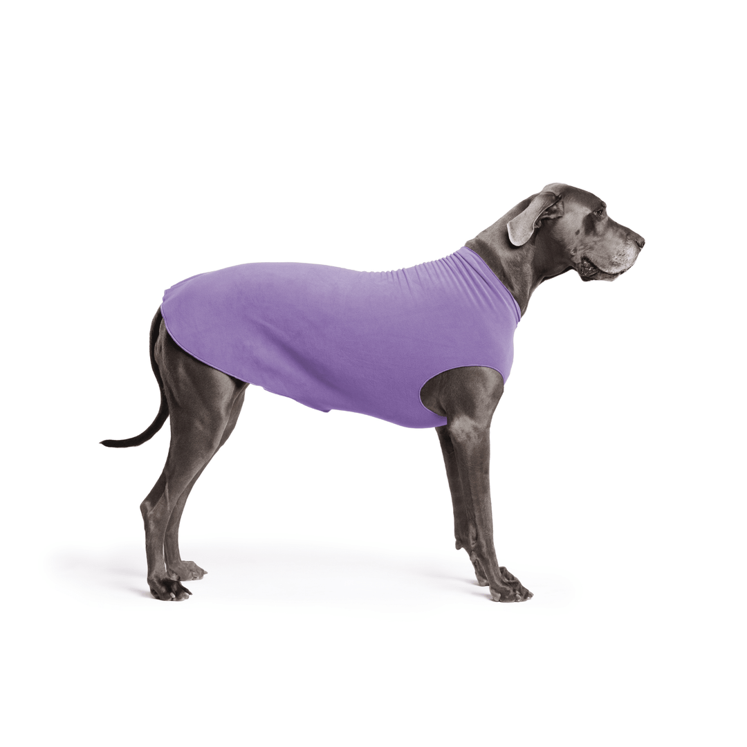 A Great Dane is standing wearing a lavender purple Stretch Fleece in front of a white background