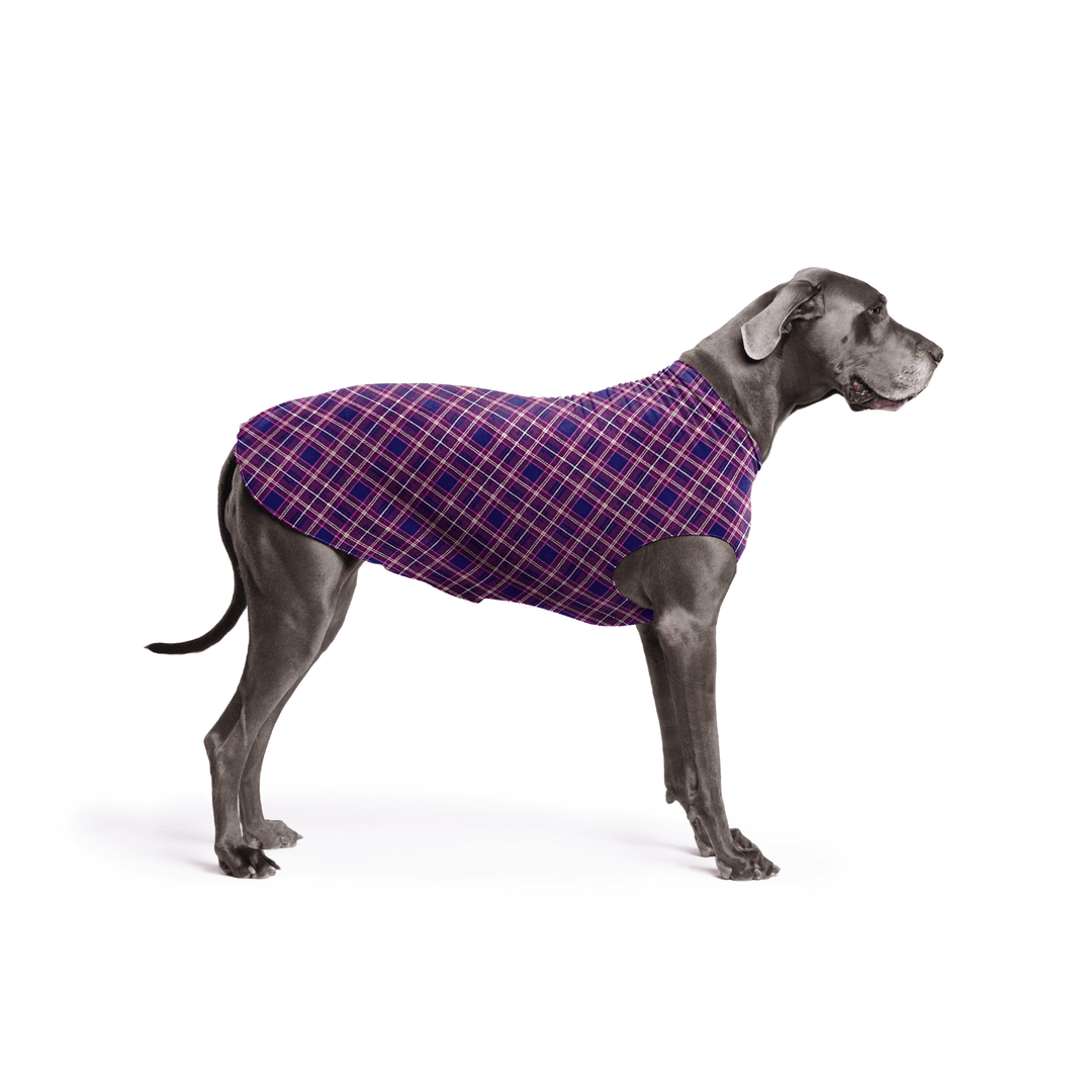 A Great Dane is standing wearing a Mulberry Plaid Stretch Fleece in front of a white background