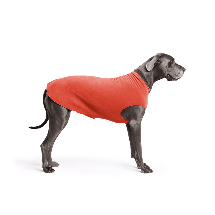 A Great Dane is standing wearing a Paprika orange Stretch Fleece in front of a white background