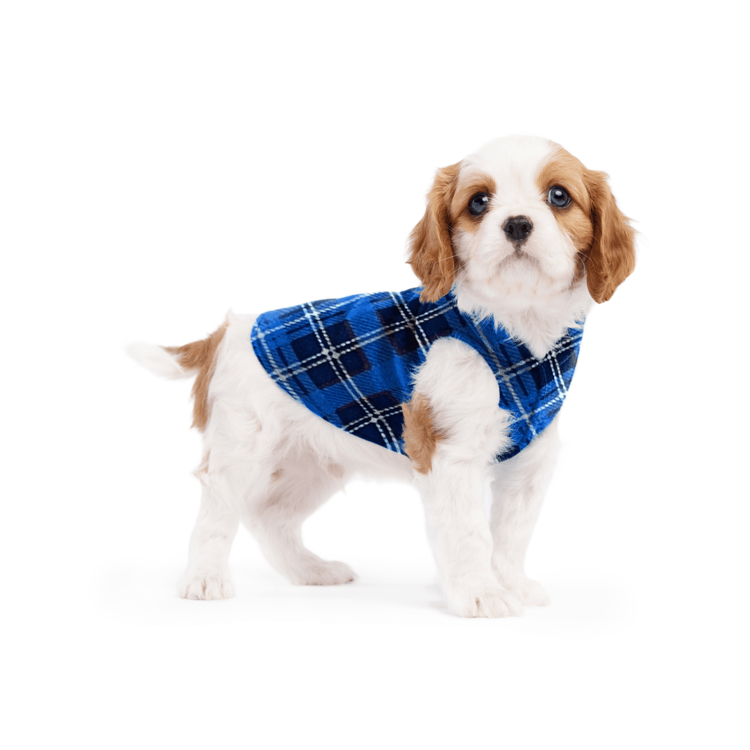 A cavalier puppy wearing a blue plaid stretch fleece on a white background