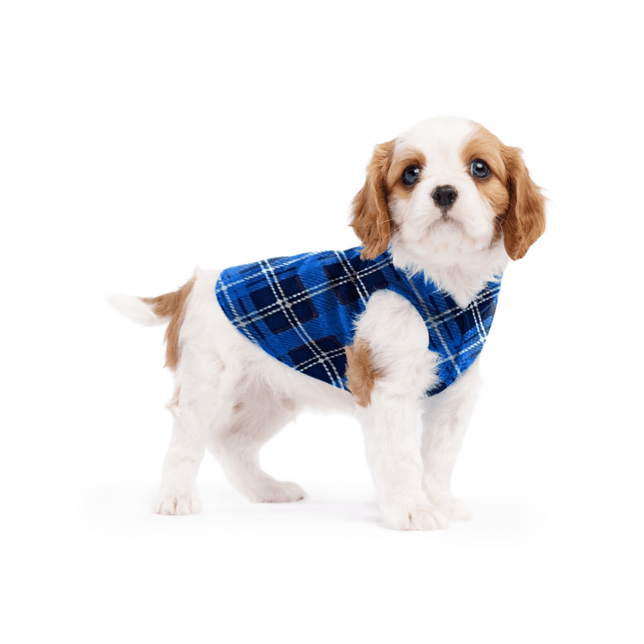 A cavalier puppy wearing a blue plaid stretch fleece on a white background