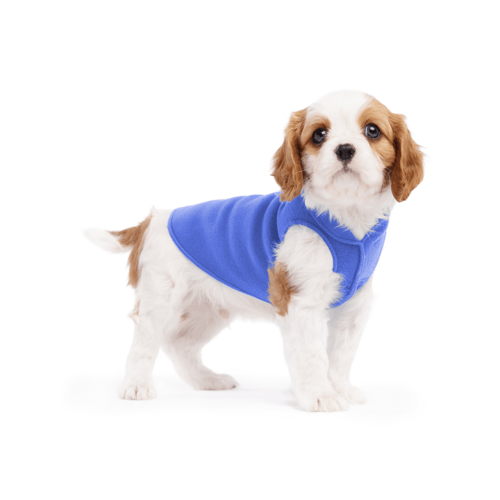 A cavalier puppy wearing a cornflower blue stretch fleece on a white background